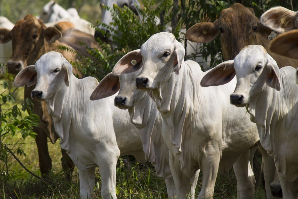 calves, livestock, calves white-3212880.jpg