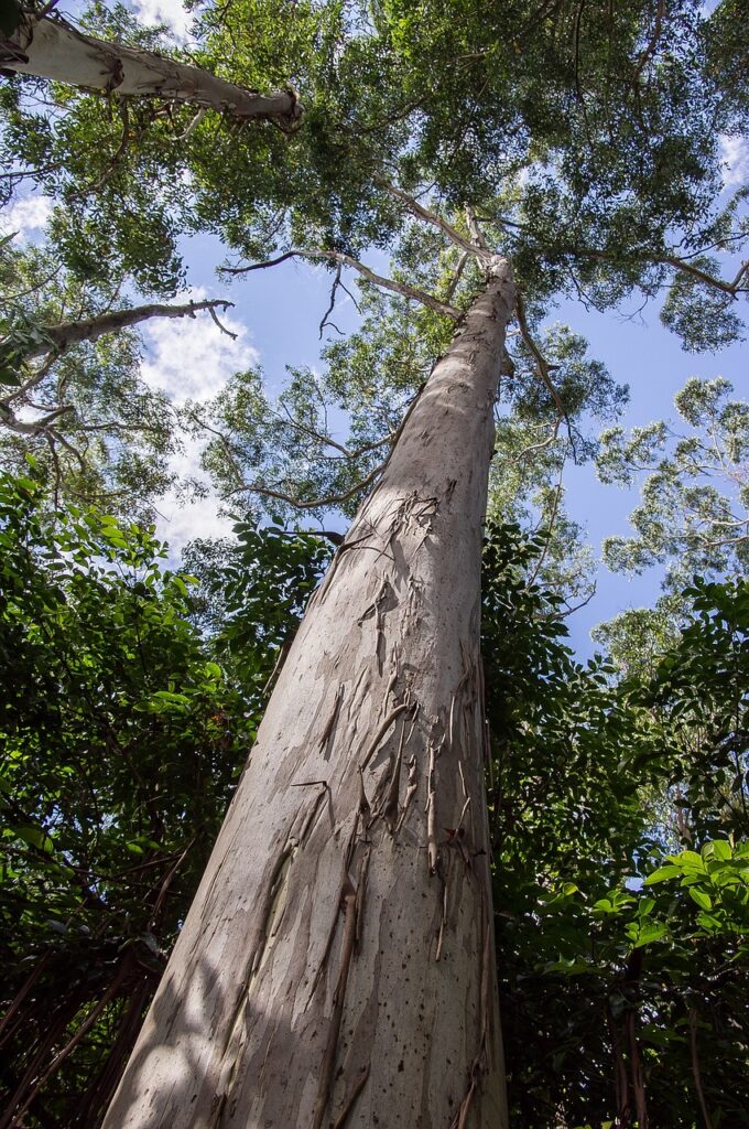 gum tree, eucalyptus, grandis