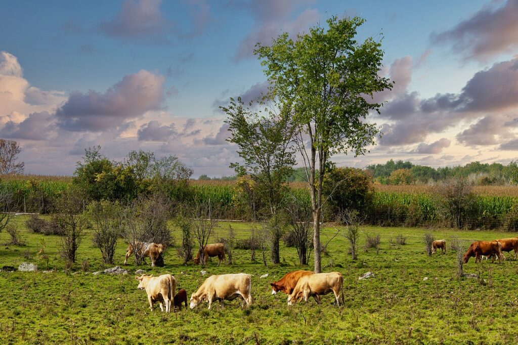 cows, pasture, farm