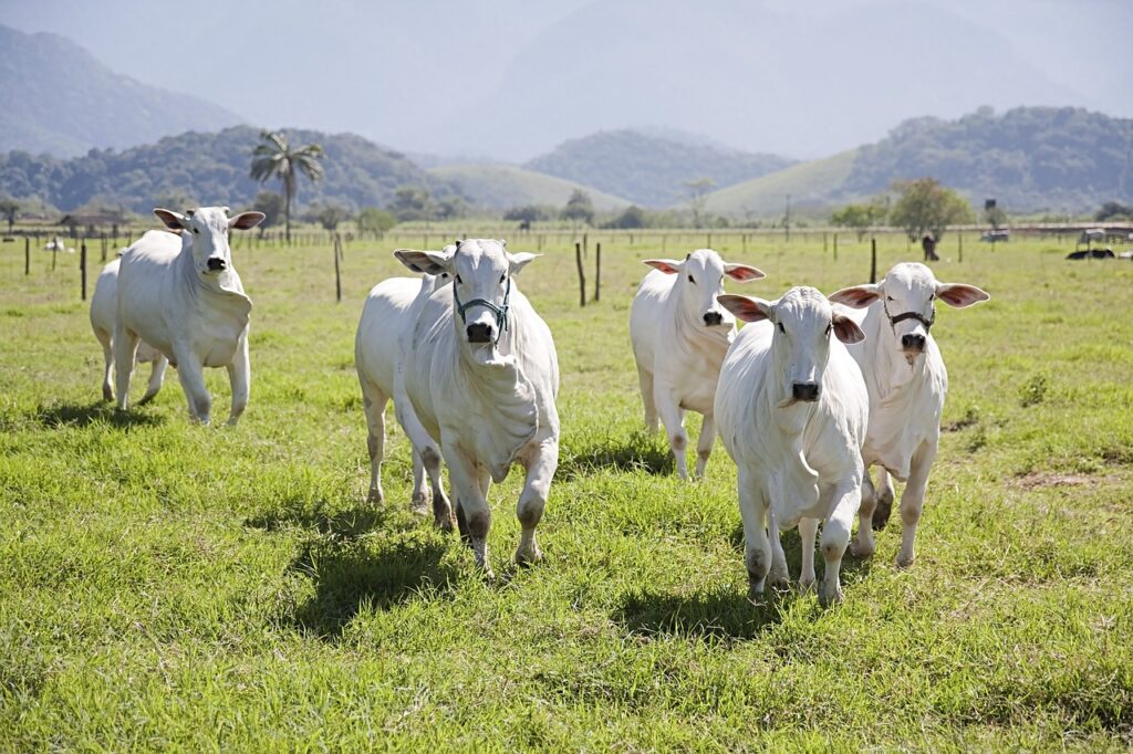 cows, pasture, cattle