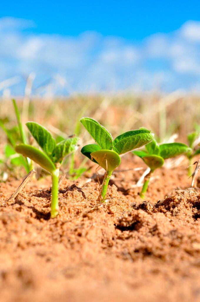 soy, agriculture, plant