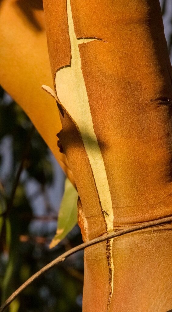 gum tree, bark, nature